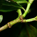 Sonneratia caseolaris (Red-flowered Apple Mangrove) at the Russell River boat ramp in North Queensland<br />Canon KDX (400D) + EFS60 F2.8 + SPEEDLITE 380EX